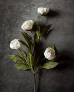 La branche de fausse pivoine Heirloom (vase non inclus)