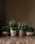 Kit botanique sélectionné Verdant Atelier™ – Miniatures architecturales dans des récipients en minéraux mats
