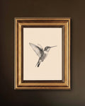 Illustration Colibri Vintage dans Cadre Doré Ancien