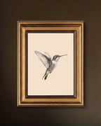 Illustration Colibri Vintage dans Cadre Doré Ancien