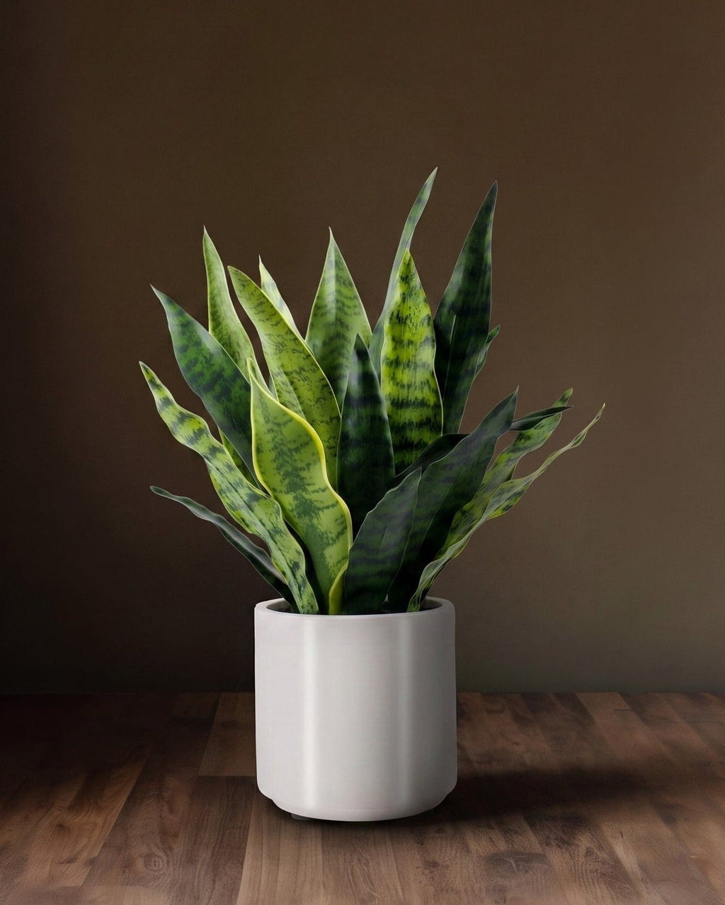 Le Pot Sansevieria Studio