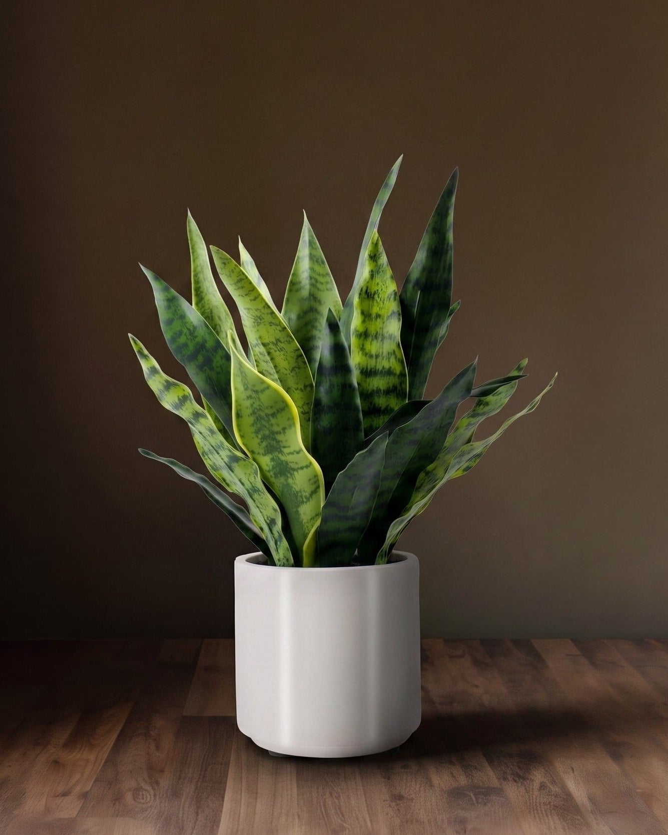 Le Pot Sansevieria Studio