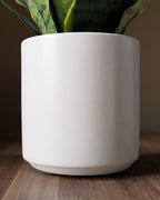 Le Pot Sansevieria Studio