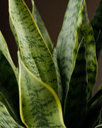 Le Pot Sansevieria Studio