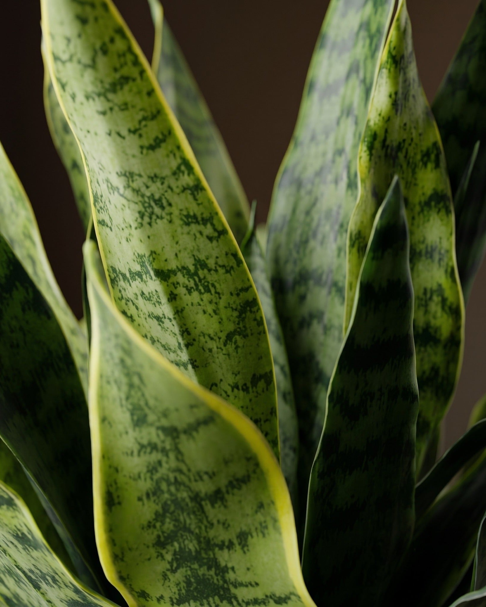 Le Pot Sansevieria Studio