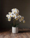 L'arrangement botanique d'orchidées – Élégantes tiges de phalaenopsis dans un vase en céramique cannelé