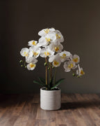 L'arrangement botanique d'orchidées – Élégantes tiges de phalaenopsis dans un vase en céramique cannelé