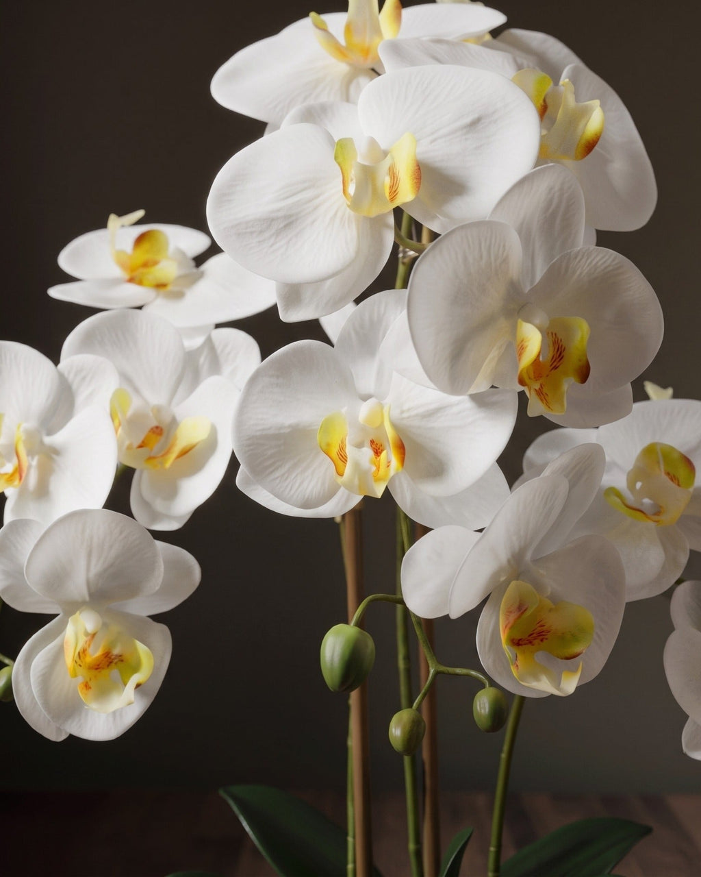 L'arrangement botanique d'orchidées – Élégantes tiges de phalaenopsis dans un vase en céramique cannelé
