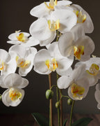 L'arrangement botanique d'orchidées – Élégantes tiges de phalaenopsis dans un vase en céramique cannelé