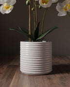L'arrangement botanique d'orchidées – Élégantes tiges de phalaenopsis dans un vase en céramique cannelé