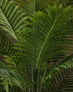 Piedestal en soie Verona et pot de fleurs Areca Palm