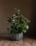 La collection « Artfully Botanicals » de Studio Ficus, présentée dans un pot en argile rayé