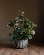 La collection « Artfully Botanicals » de Studio Ficus, présentée dans un pot en argile rayé