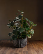 La collection « Artfully Botanicals » de Studio Ficus, présentée dans un pot en argile rayé