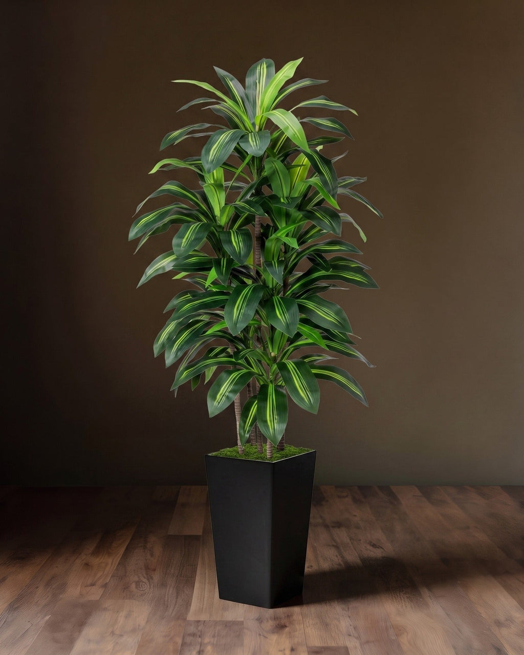 Élégance Botanique : Ensemble de Tronc de Dracaena Superposé