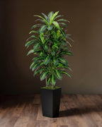 Élégance Botanique : Ensemble de Tronc de Dracaena Superposé