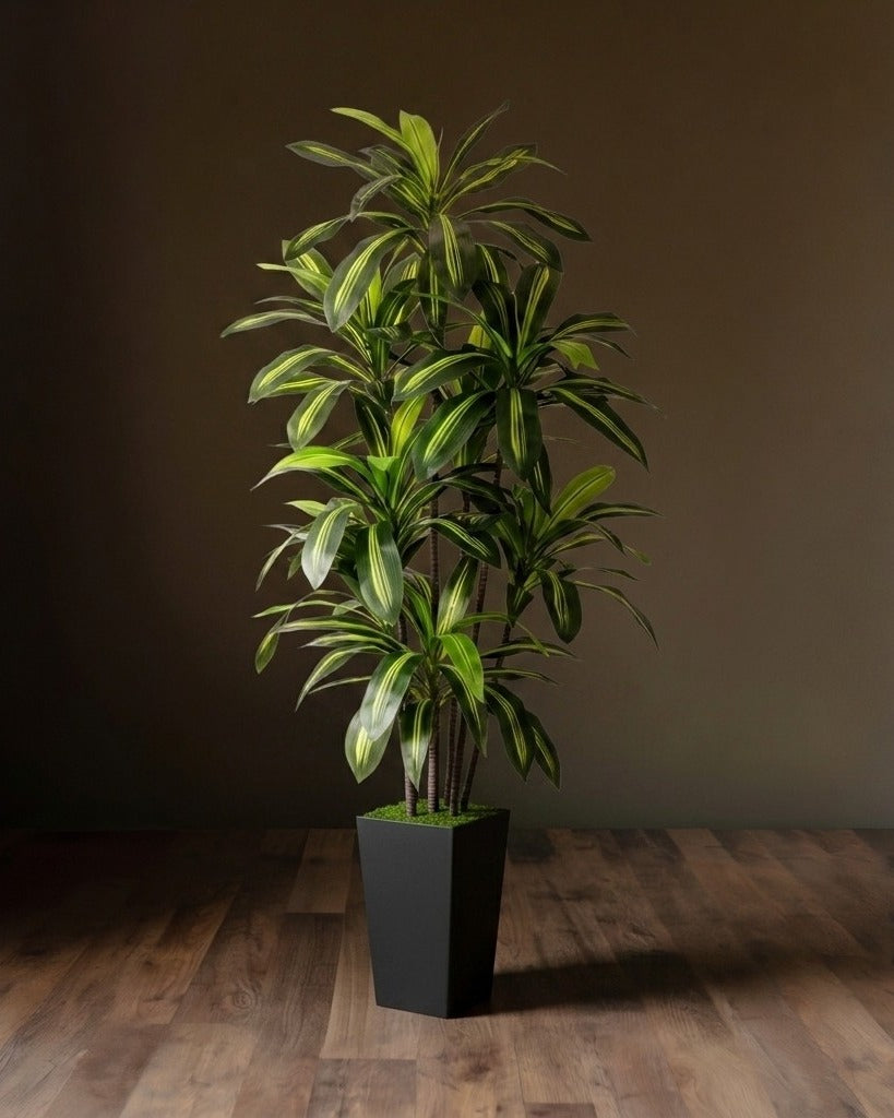 Élégance Botanique : Ensemble de Tronc de Dracaena Superposé