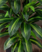 Élégance Botanique : Ensemble de Tronc de Dracaena Superposé