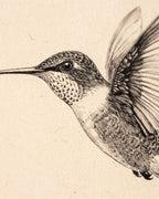Illustration Colibri Vintage dans Cadre Doré Ancien
